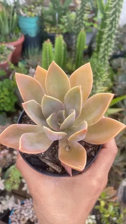 Suculenta Graptopetalum paraguayense - 1 Muda - Foto 6