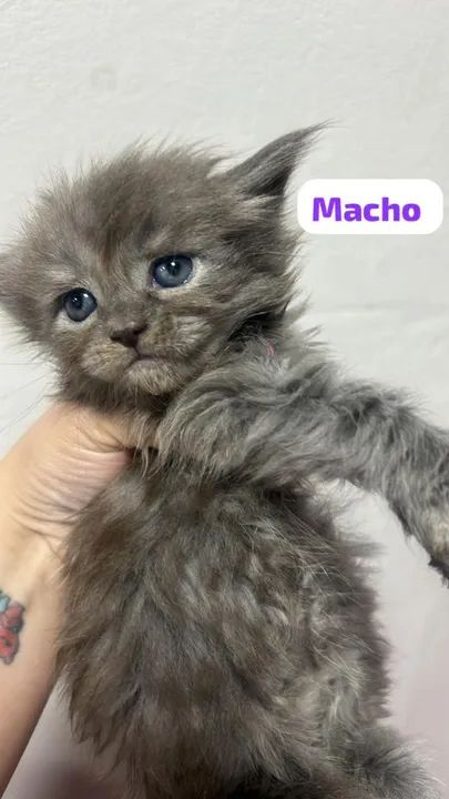 Mainecon com exame fiv e felv - Foto 2