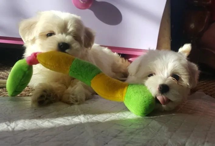 Maltês micro e padrão filhotes lindos entregamos 