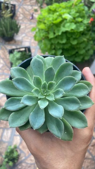 Suculenta Graptopetalum paraguayense - 1 Muda - Foto 3