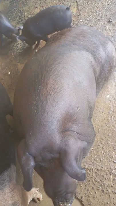 Porco para venda - Foto 2