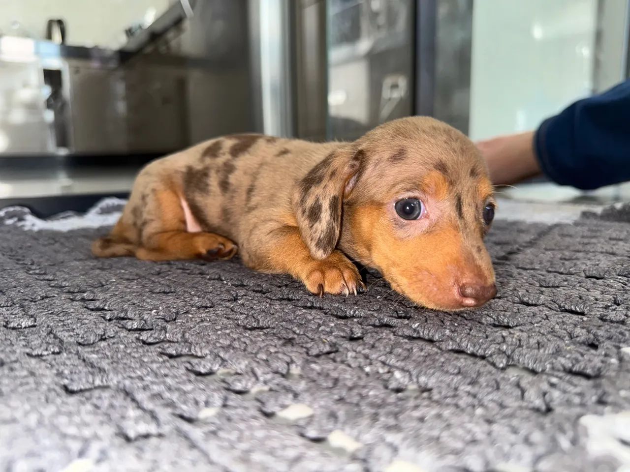 Filhotes de Dachshunds/Teckel/Salsichas - Foto 3