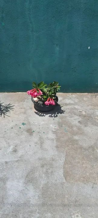 Vendo essas plantas muito bonitas cada uma tem um preço * - Foto 3