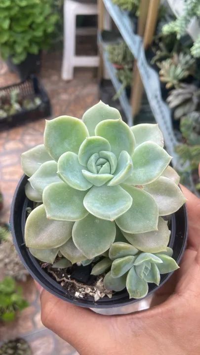 Suculenta Graptopetalum paraguayense - 1 Muda - Foto 2