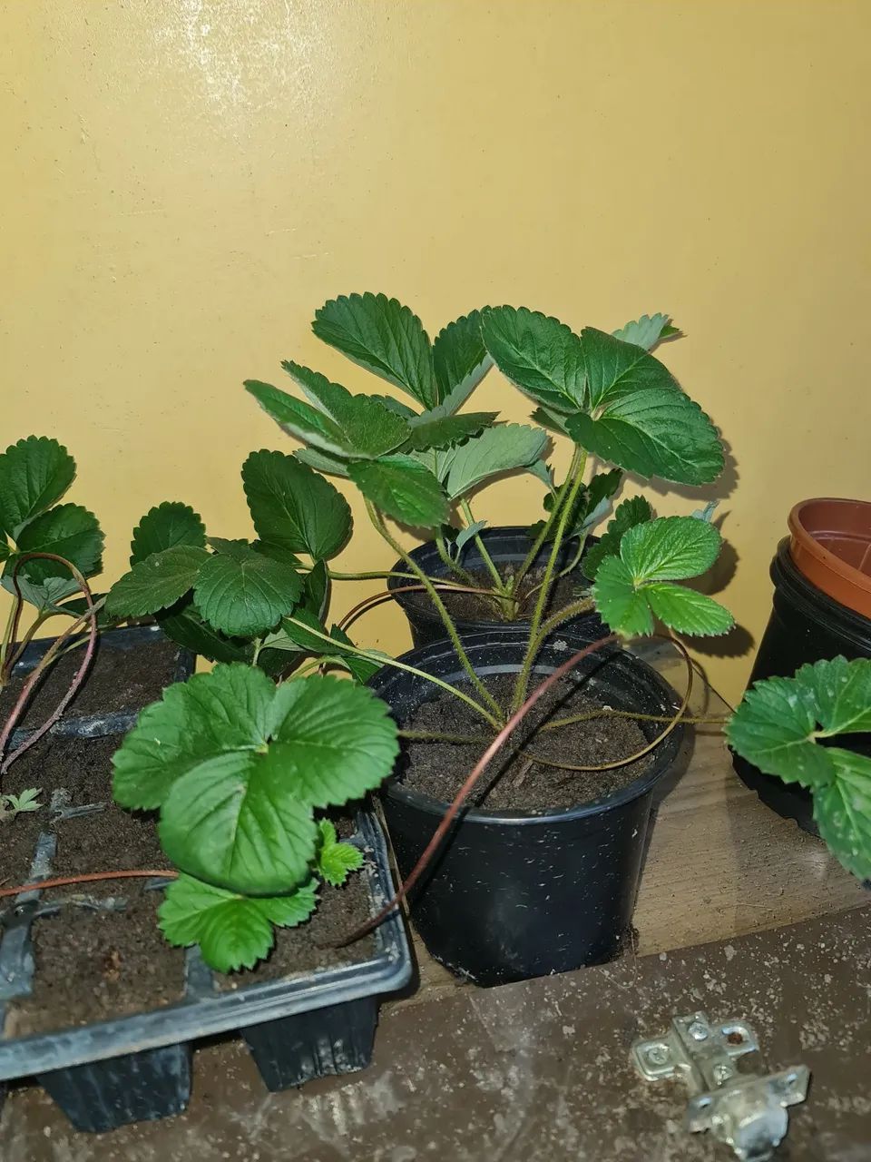 MUDAS DE MORANGOS ?  - Foto 3