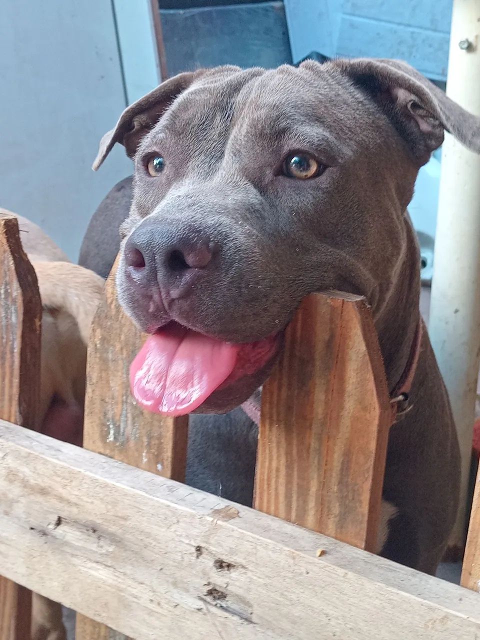 Filhote fêmea de Pitmonster com 9 meses - Foto 5