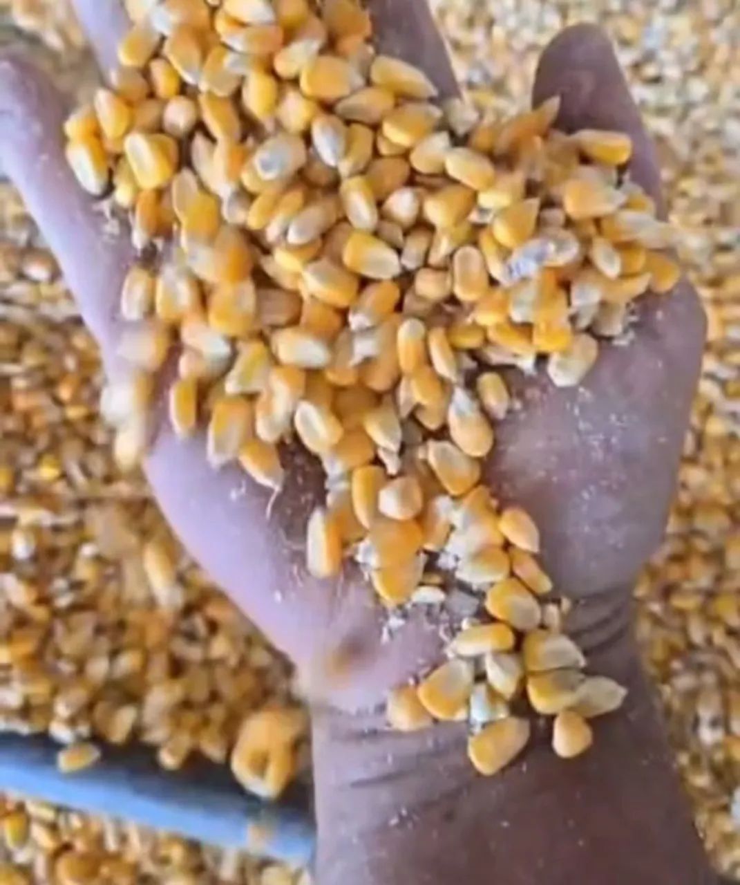 Venda de Milho em Grãos e Demais produtos Agricolas Direto da Fazenda-Dispensamos Curiosos