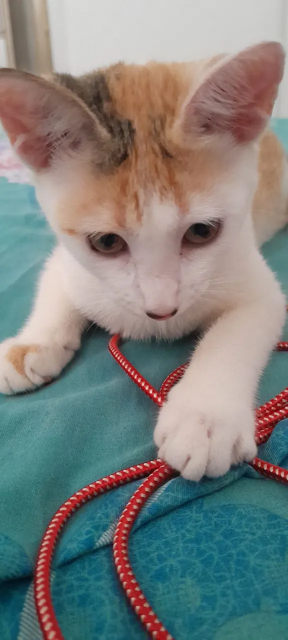Gatinha Tricolor para Adoção