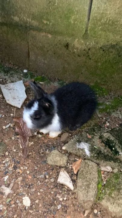 Coelho filhote  - Foto 3