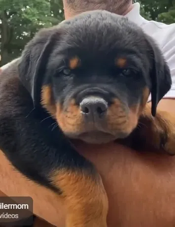 Filhotes da raça Rottweiler - vídeos no WhatsApp