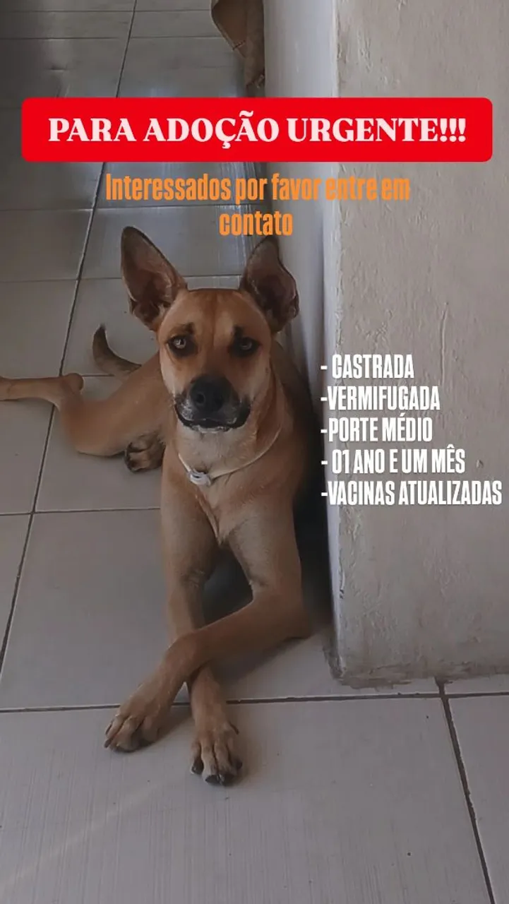 Para adoção Responsável 
