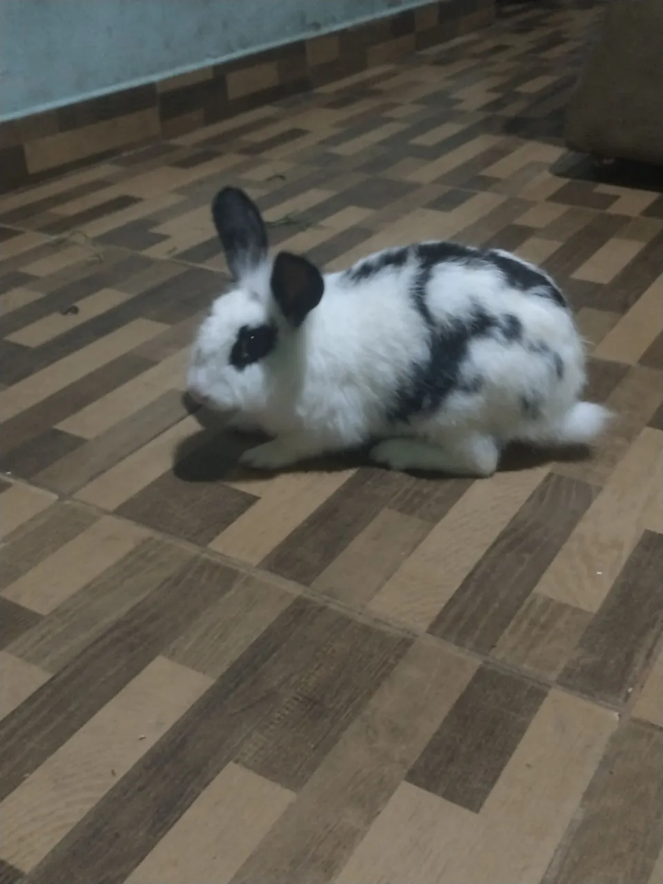 Coelho lindo e peludo