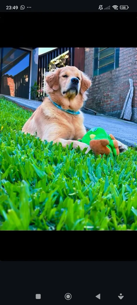 Vendo Golden Retriever macho reprodutor 1ano e 5 meses