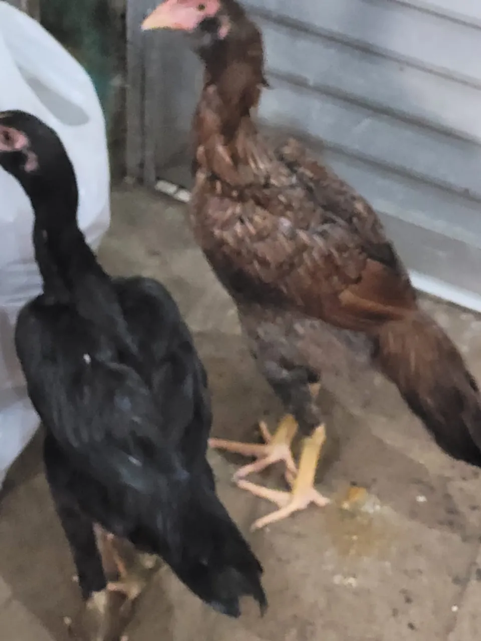 Galo Caboco e duas galinha carioca barbuda