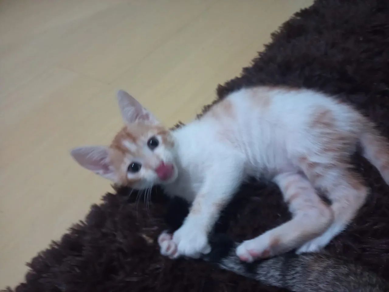 Dois gatinhos fofinhos para adoção - Foto 4