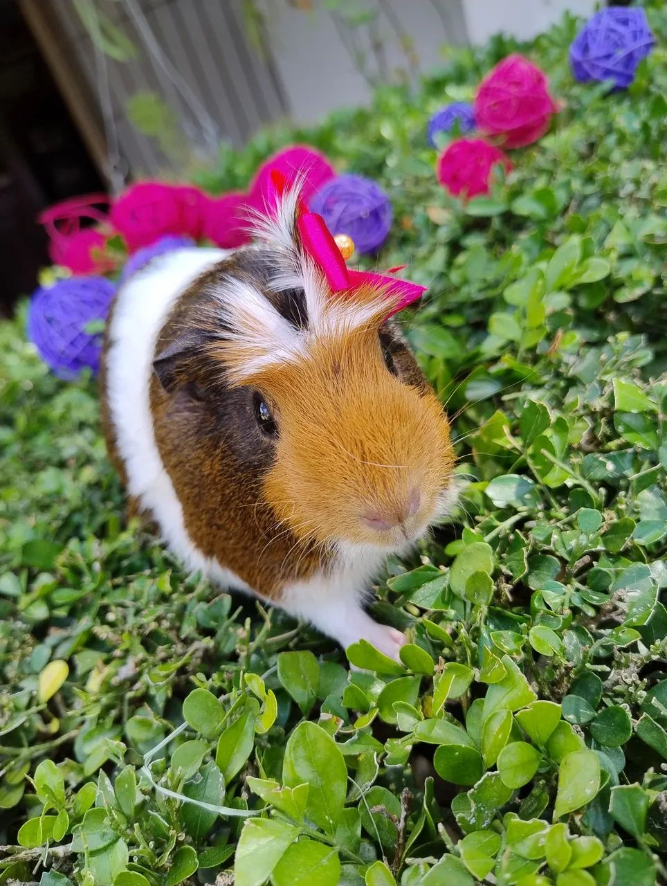 Porquinho da índia disponível  - Foto 4