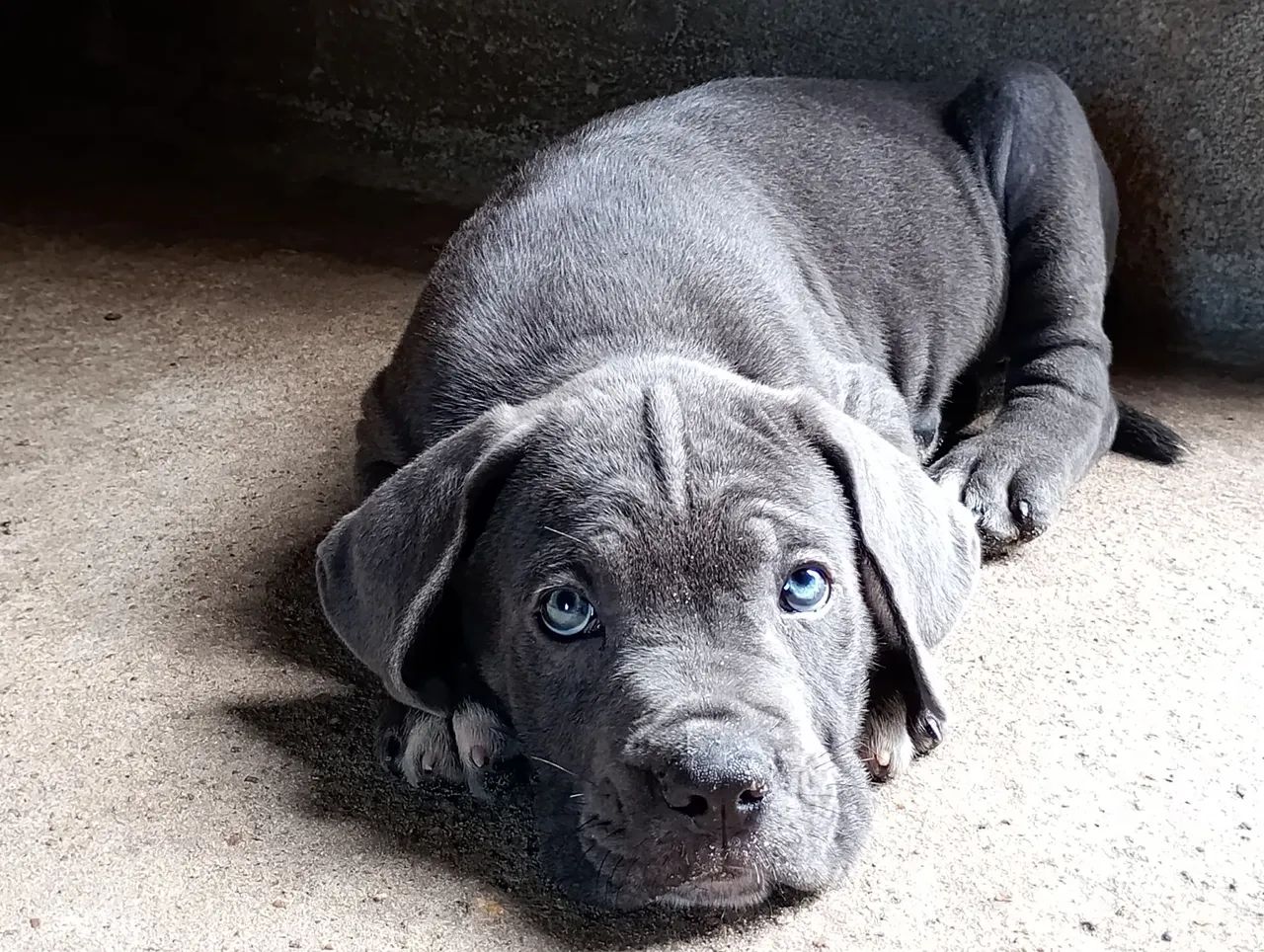 Filhote de Cane Corso Cinza com Olhos Azuis - Foto 2