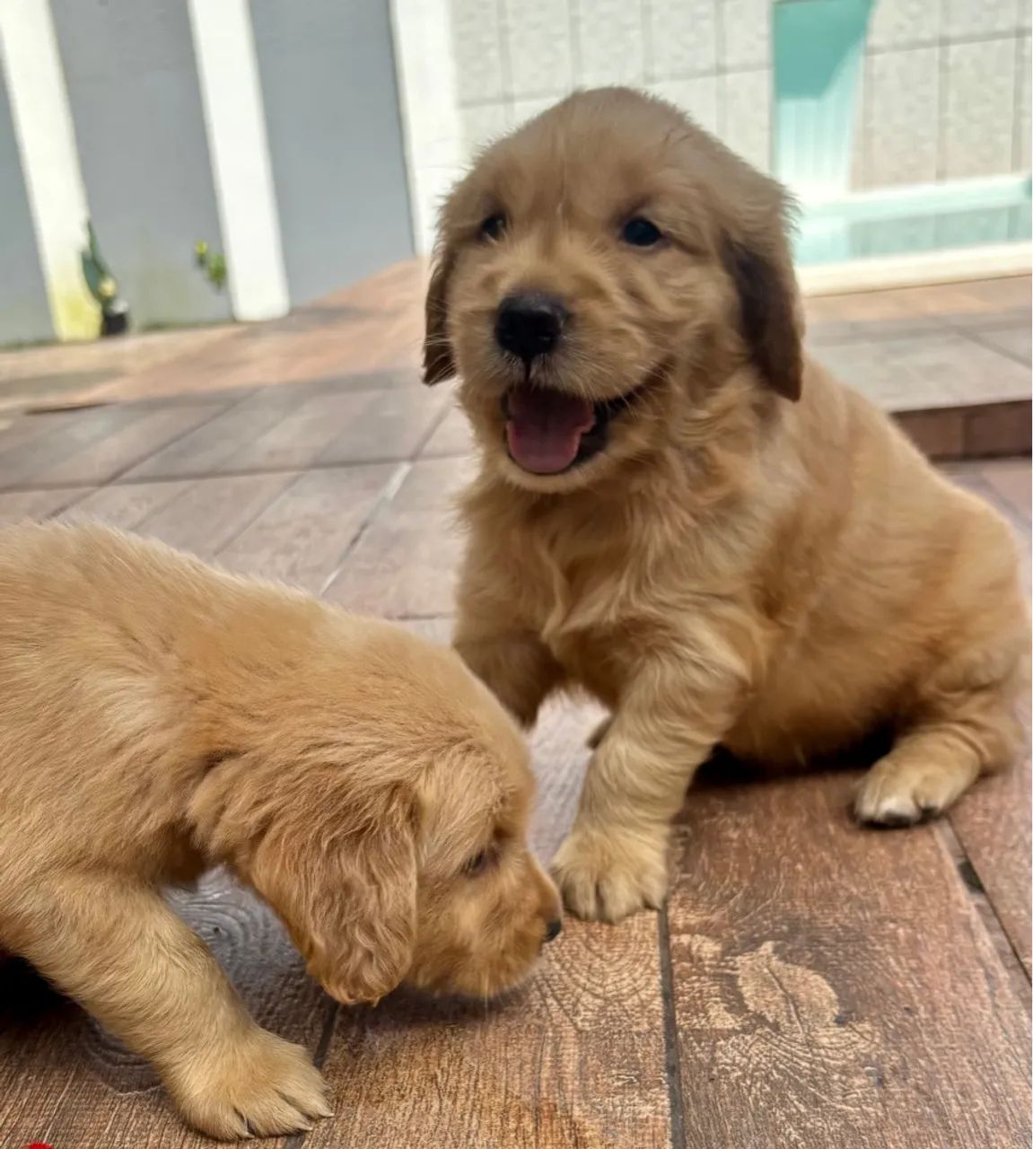 Filhotes Golden Retriever com pedigree - Foto 5