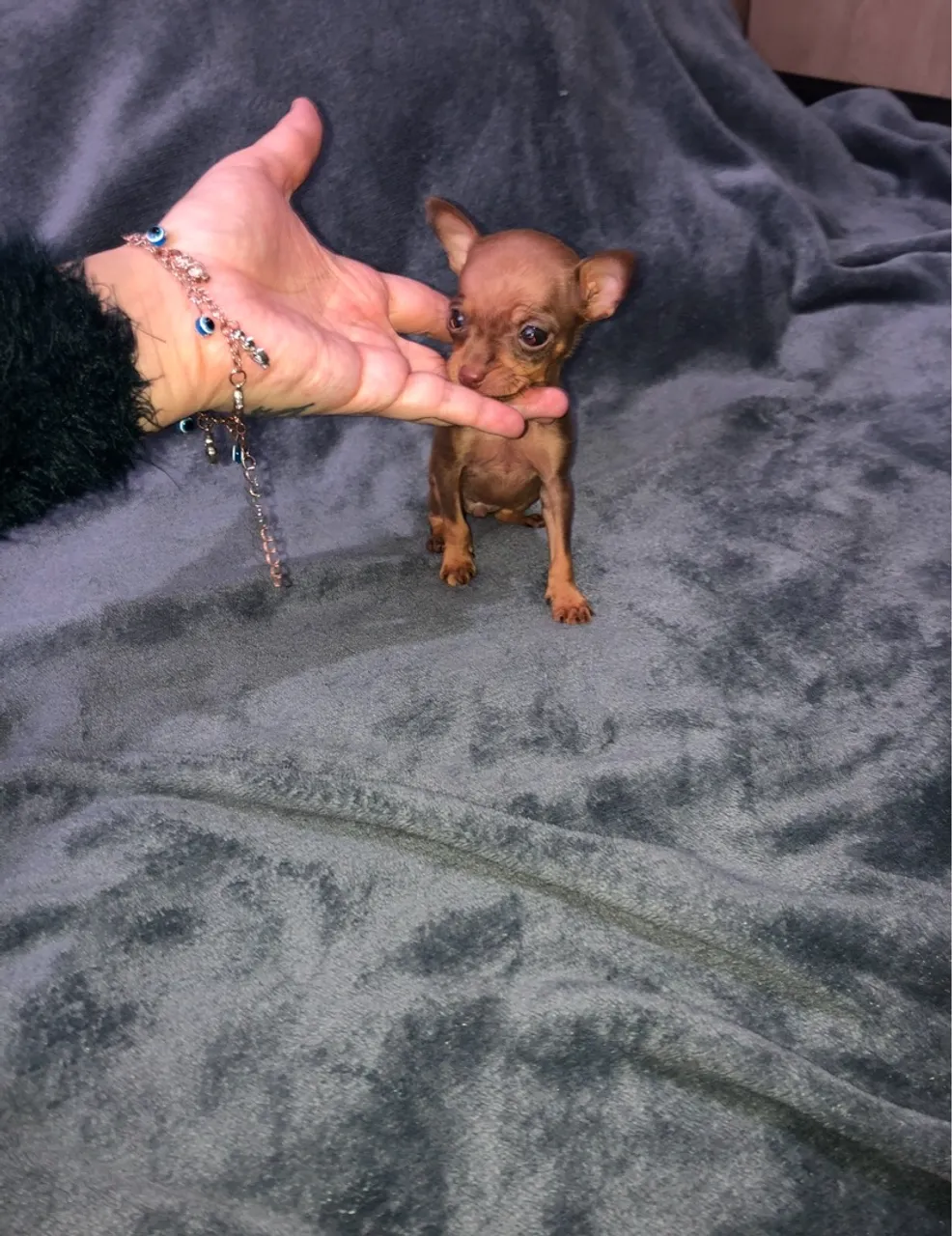 Pinscher fêmea miniatura