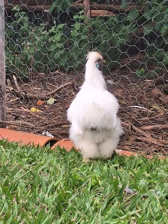 Galo da raça sedosa do Japão. - Foto 3
