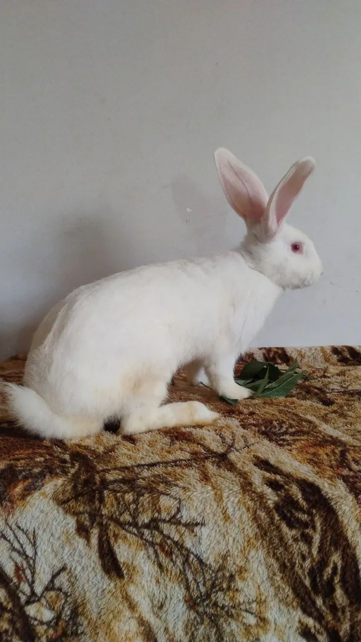 Coelho da raça gigante de flandes  - Foto 4