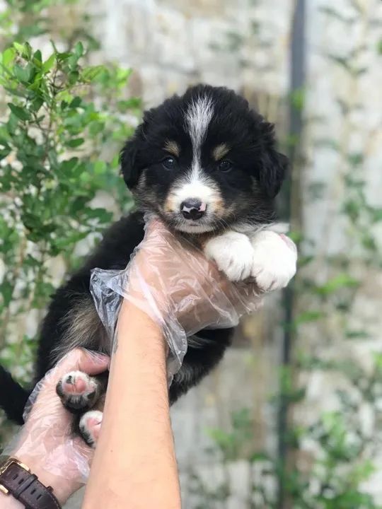 Border Collie Padrão CBKC