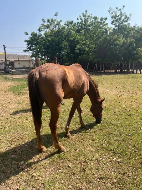 Beto Frete/ transporte de Cavalos  - Foto 3