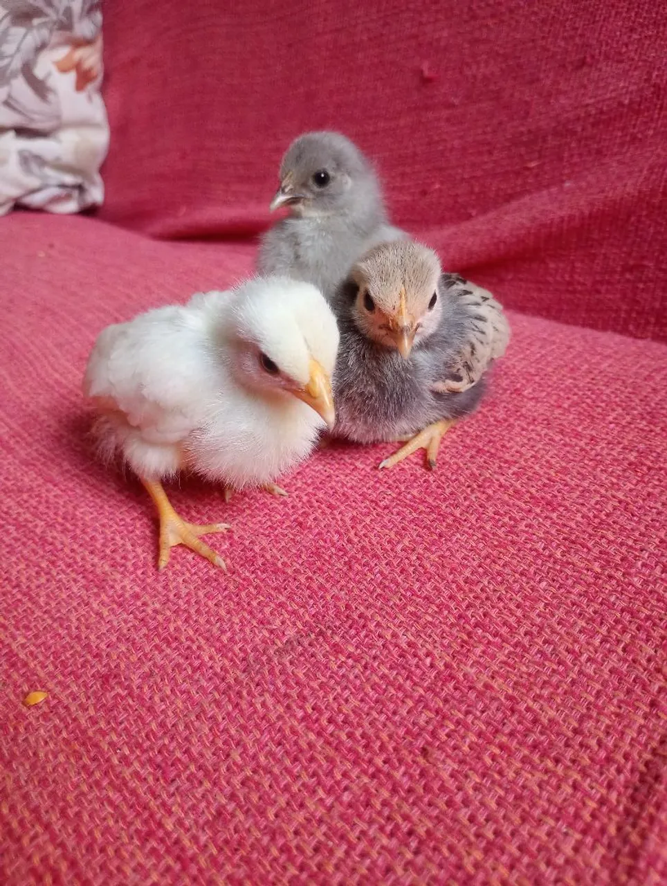 Pintinhos Garnisé com 15 e 30 dias.