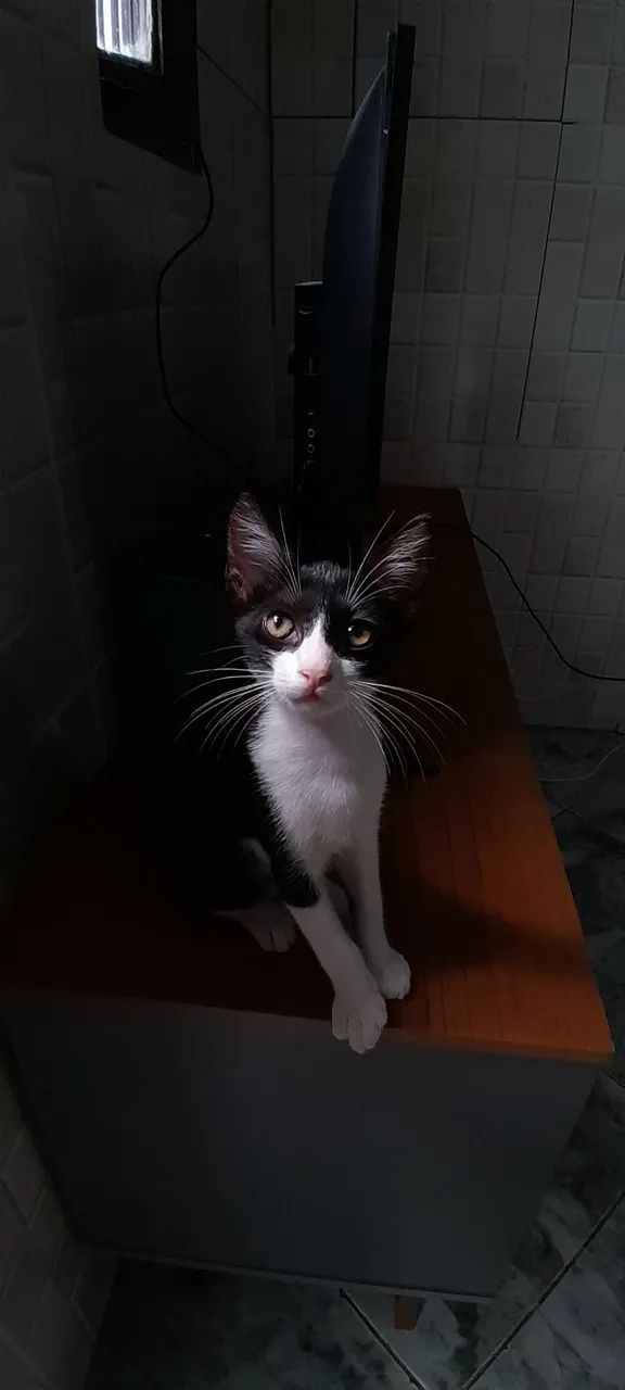 Gatinha para doação 