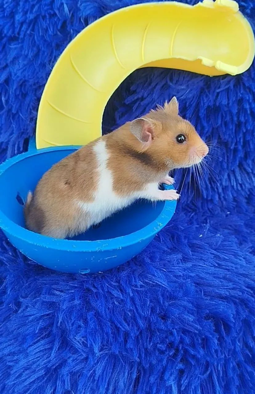 Varias cores de Hamster sírio (ZAP na descrição  - Foto 3