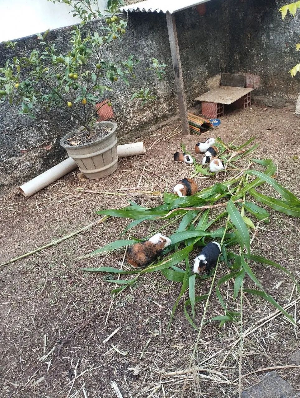 Animalzinho de estimação  - Foto 4