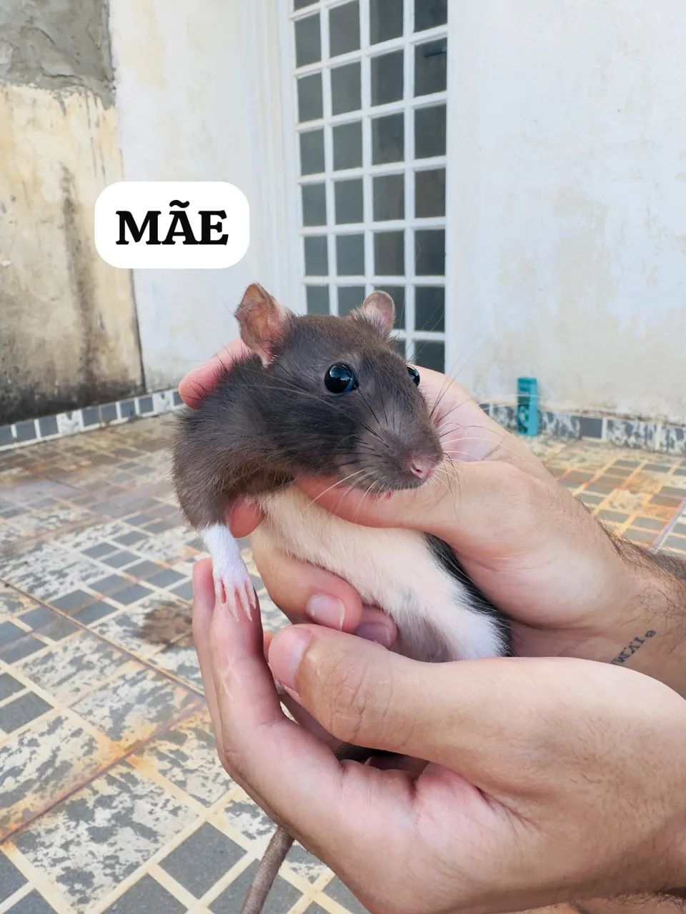 Vendo Ratinhos TWISTTER, mansinho! - Foto 2