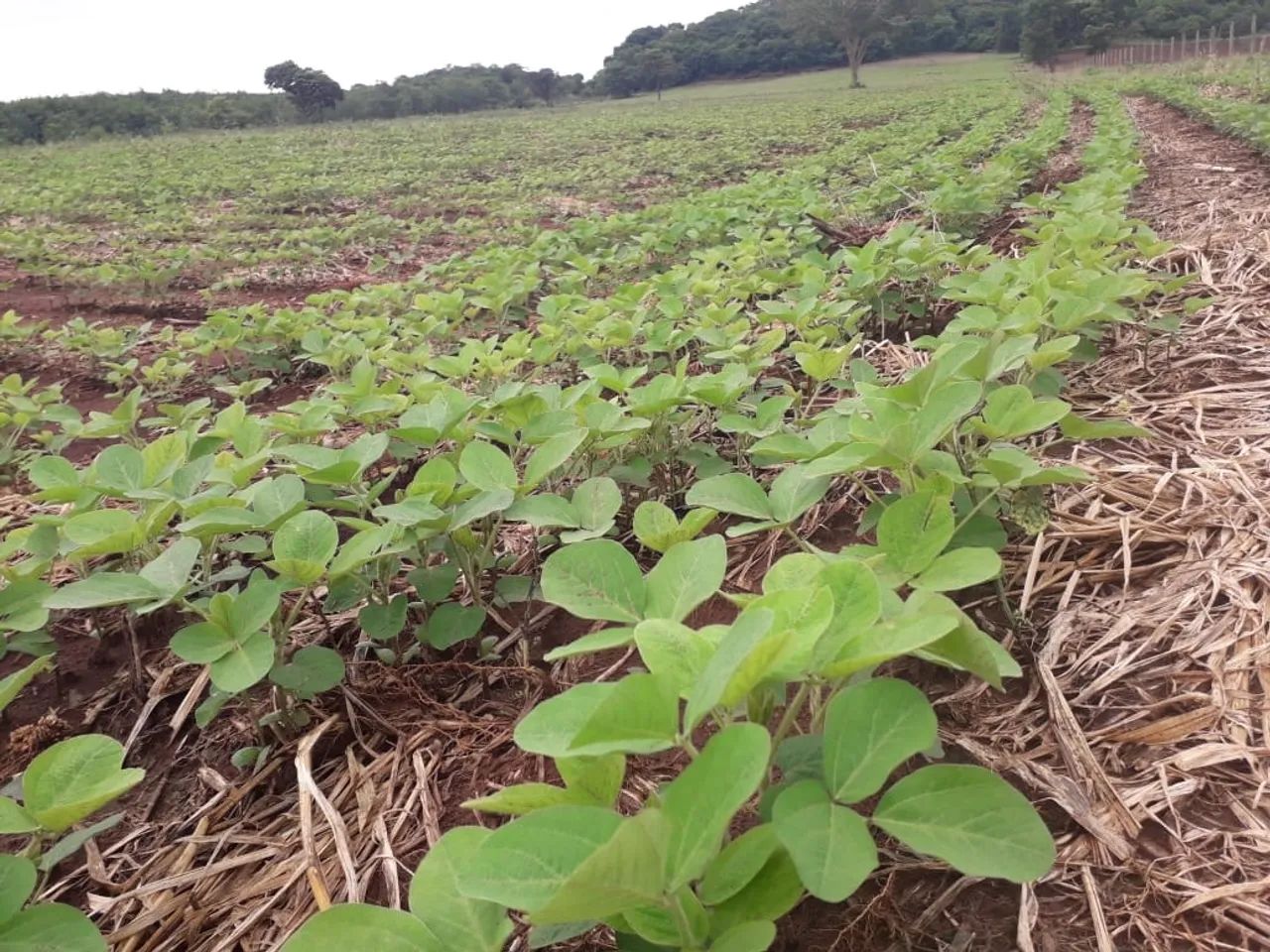 Chácara a venda em  - Jandaia - Goiás - Foto 2