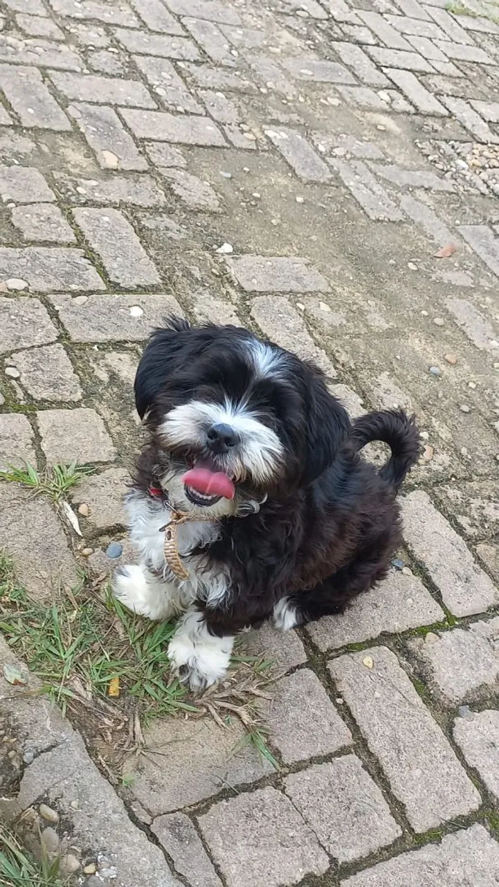  Shih Tzu macho para cruzar.