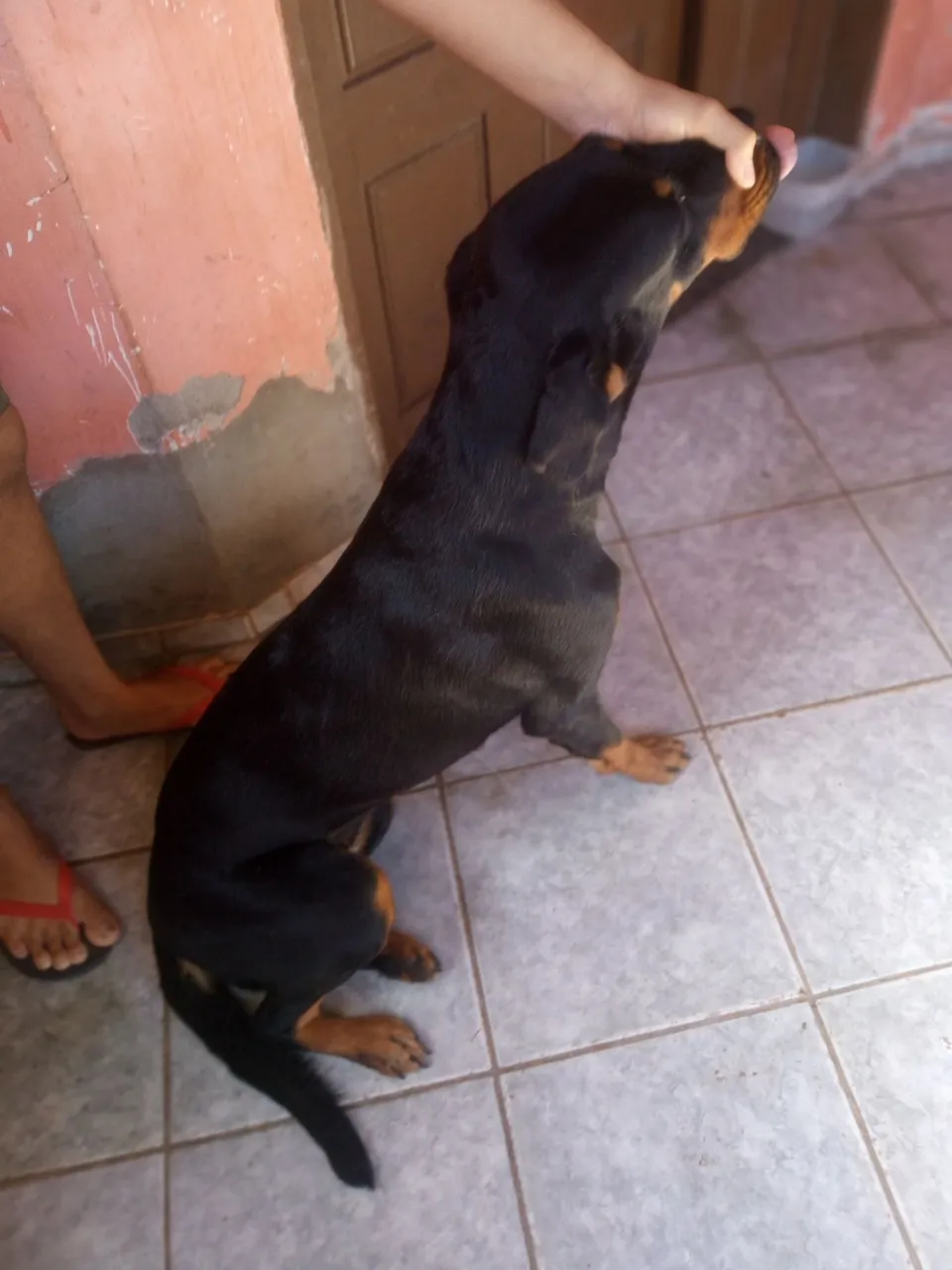Filhote de Rottweiler para trocas 