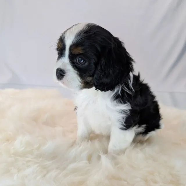 Cavalier King Charles Spaniel com pedigree, microchip e padrão da raça