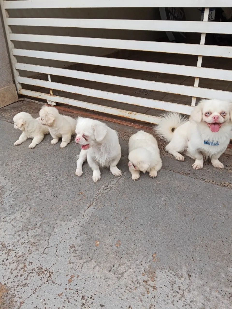 Filhotes Raros de Pequinês Albino  - Foto 4