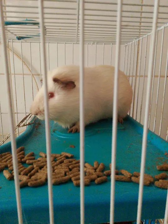 Porquinho da índia (fêmea) mansinha 