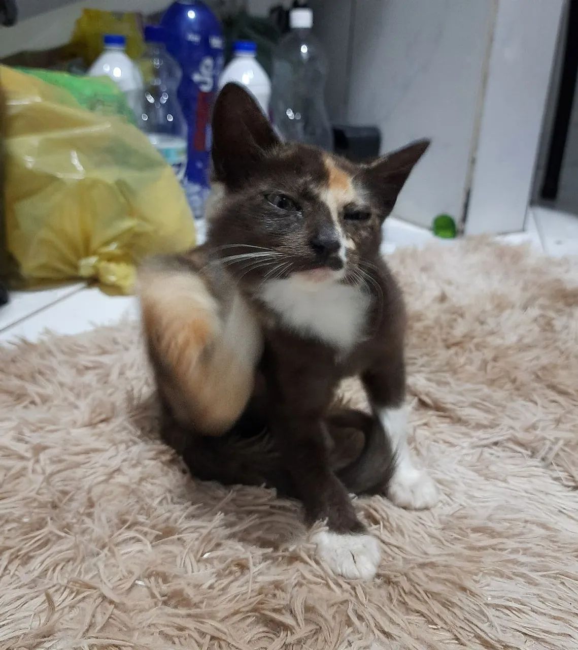 doação gata filhote - leia a descrição - Foto 5