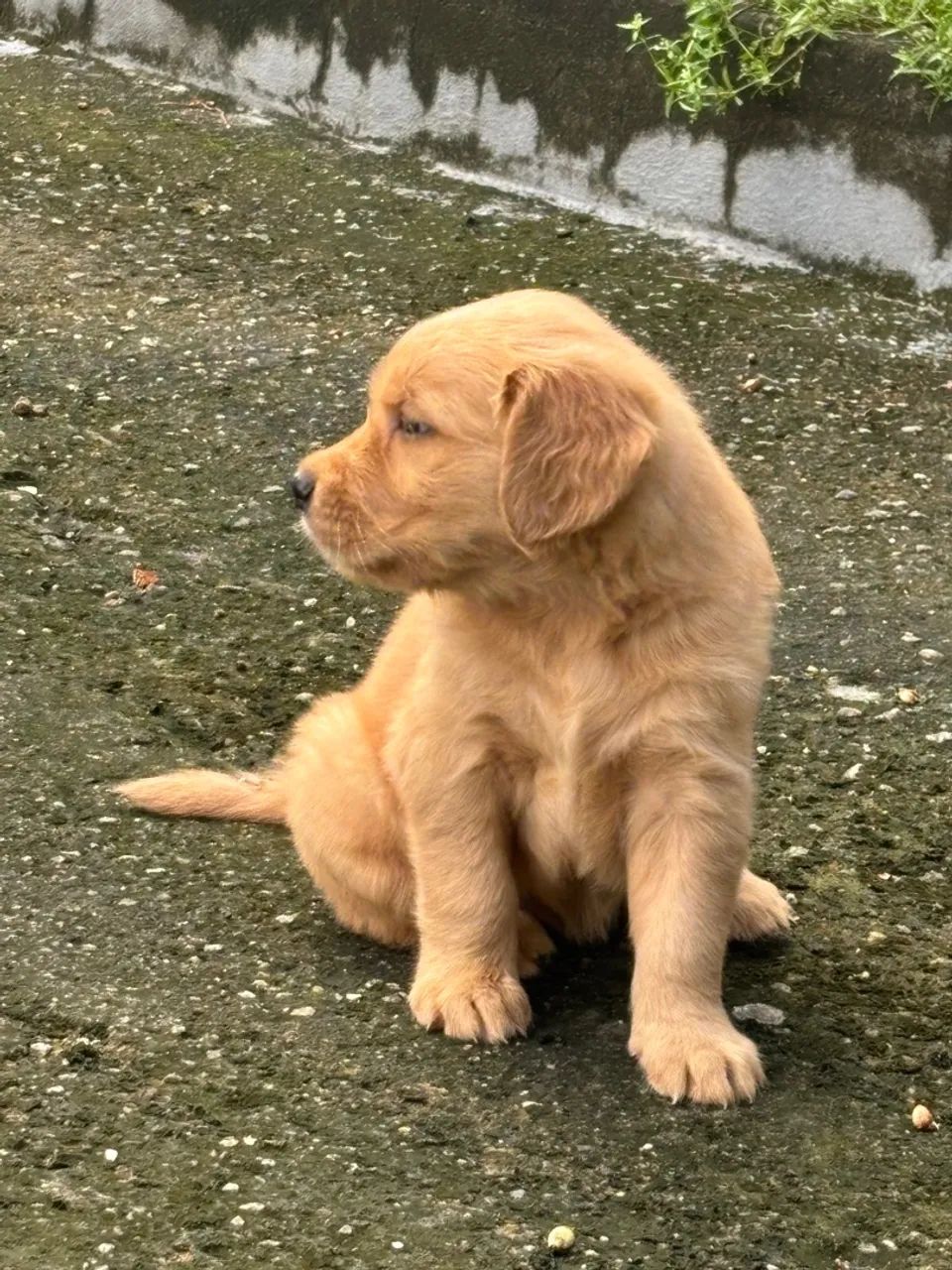 Filhotes Golden Retriever com pedigree - Foto 2