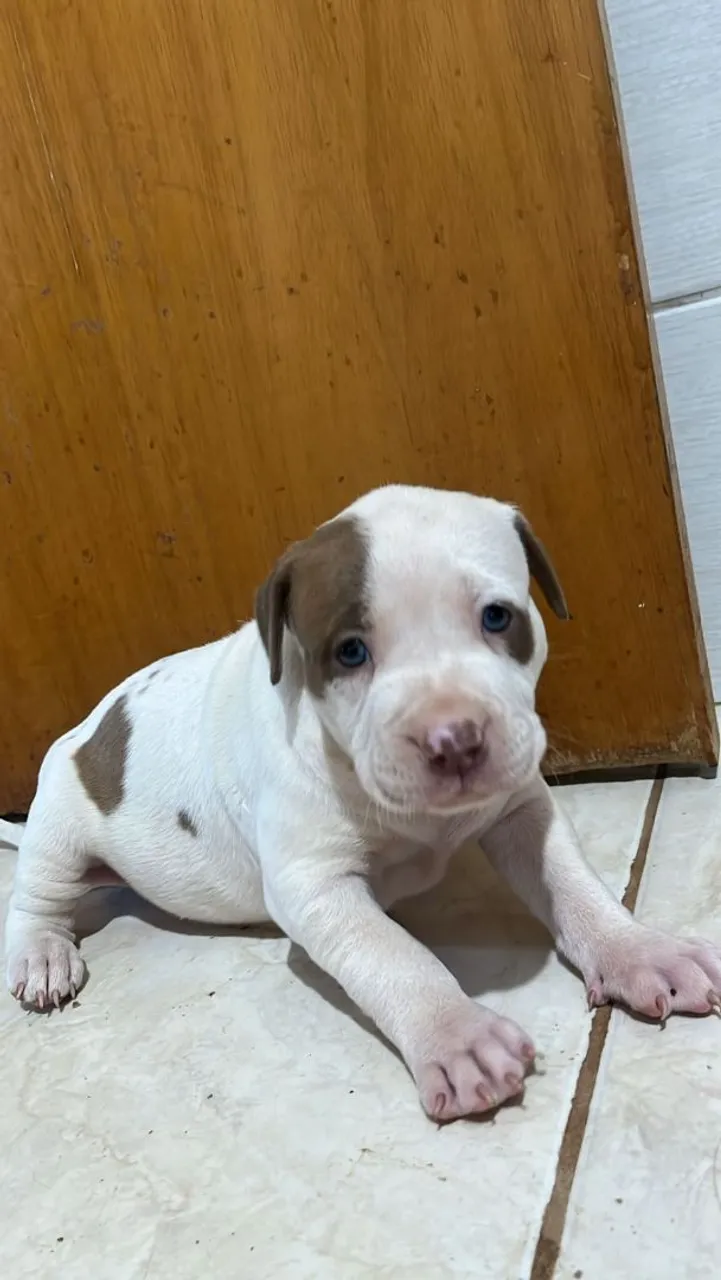 Filhote de Pit monster a venda