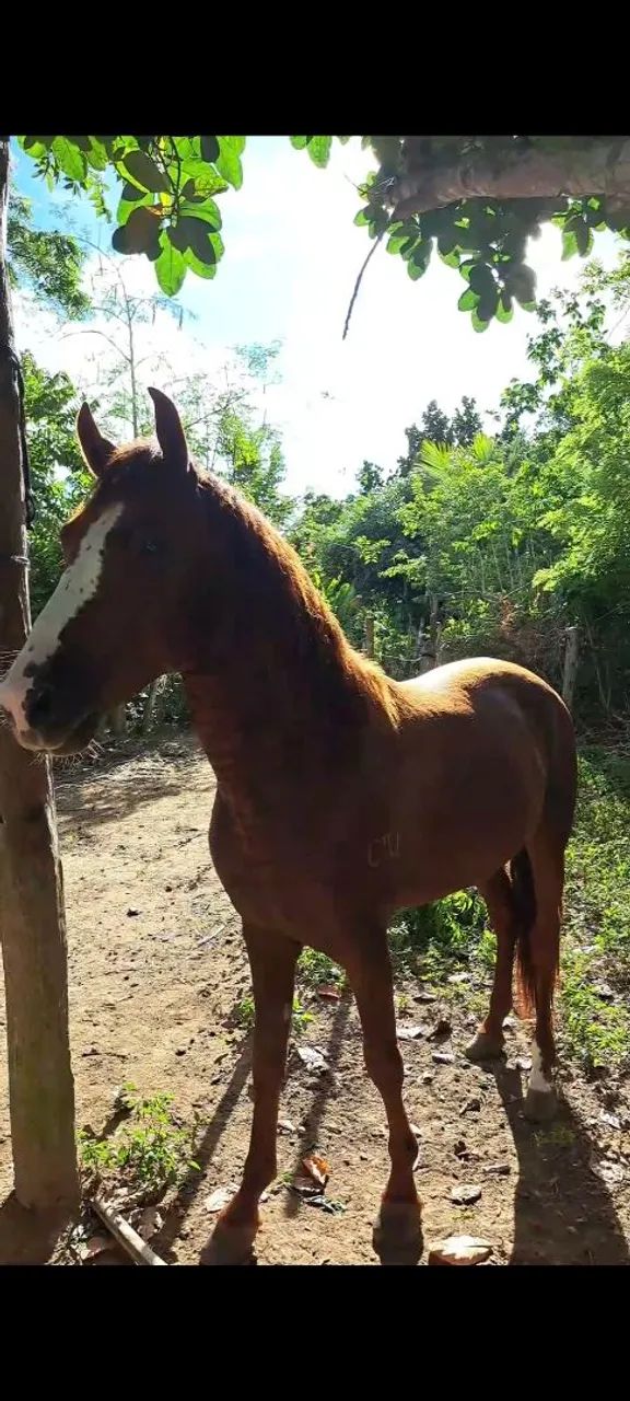 Vendo Potro mangalarga marchador  - Foto 2