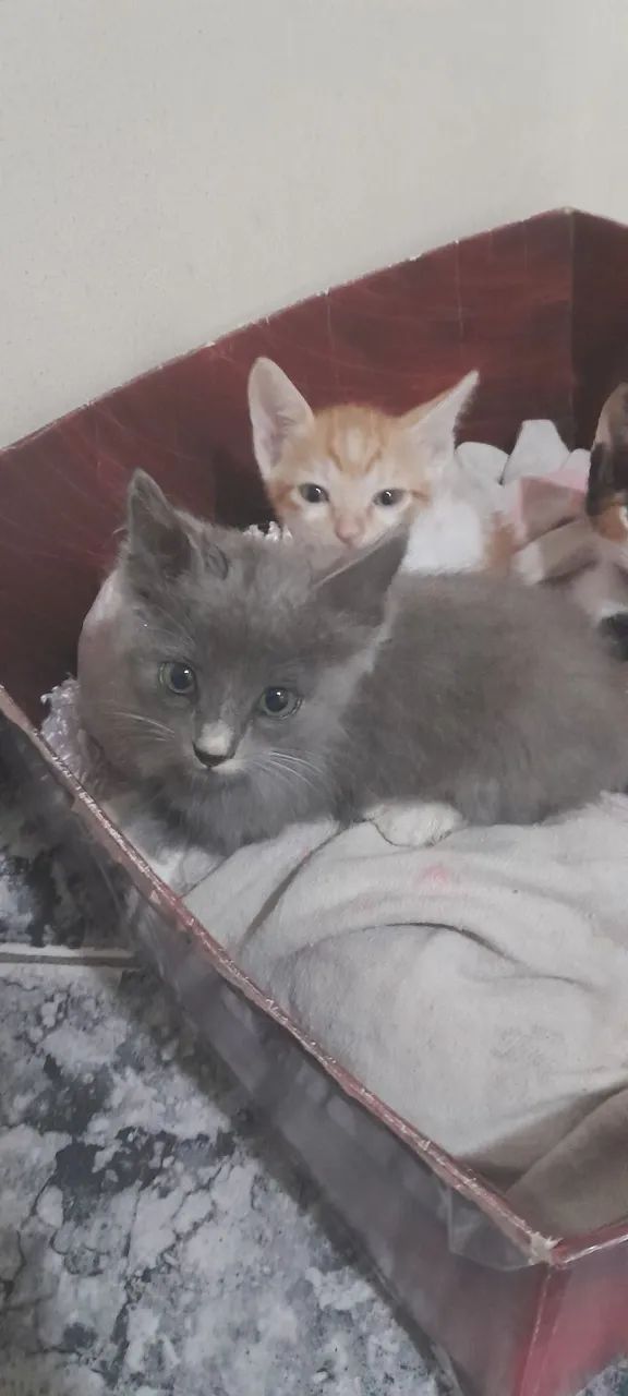 Doação responsável  - Foto 3