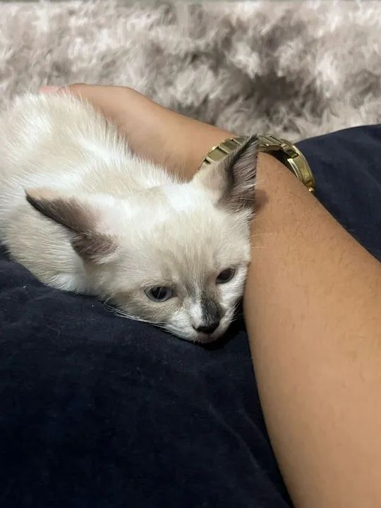 Gatinho Siamês disponível para adoção - Foto 2