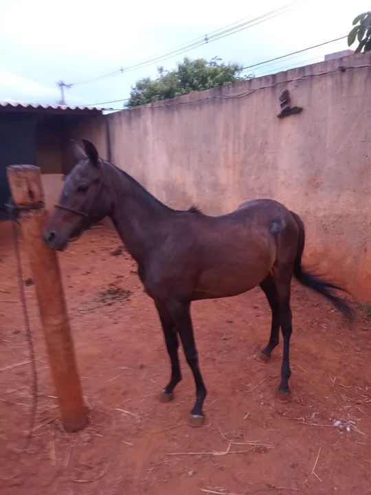 Vende-se uma potra  - Foto 2