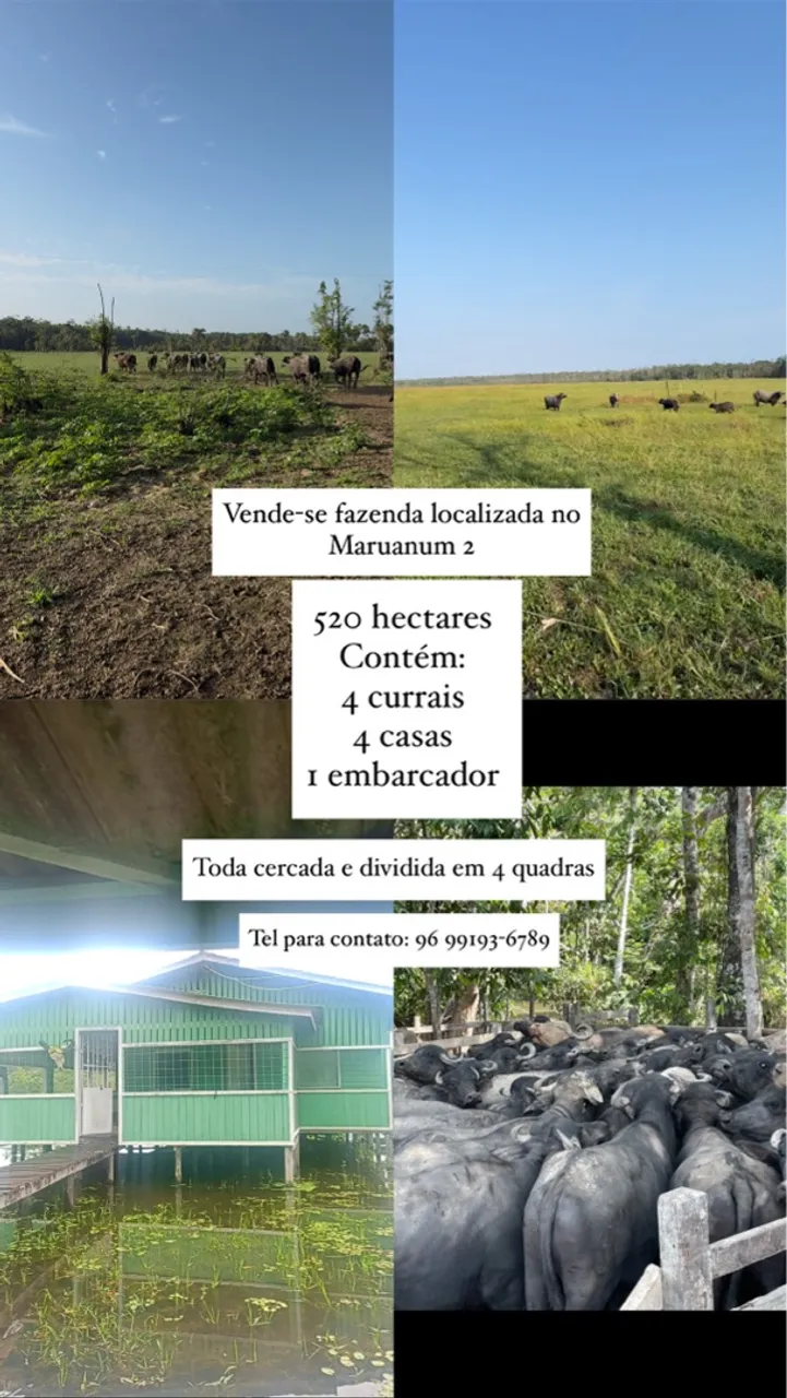 Fazenda no Maruanum 2