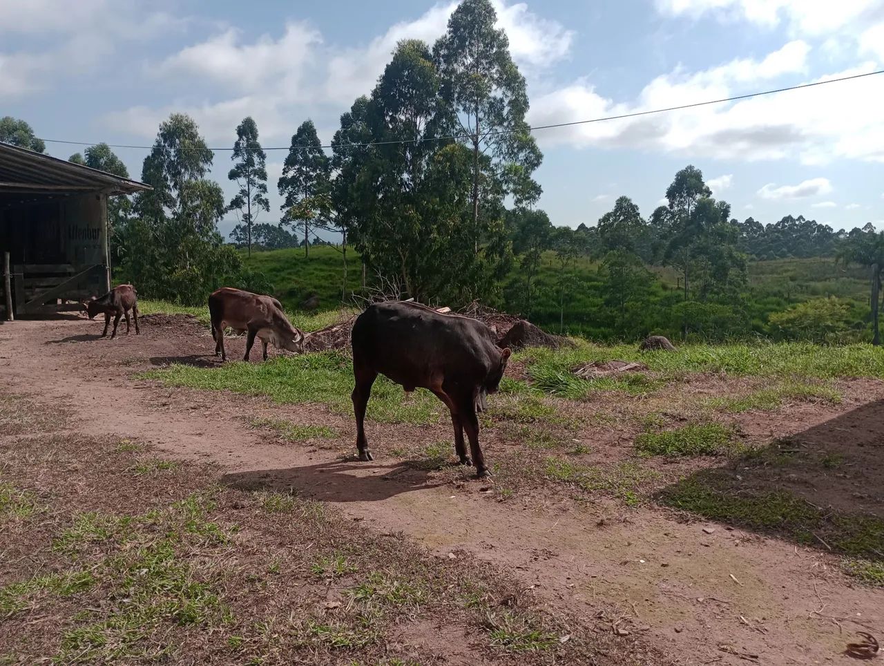 Bezerro para venda - Foto 3