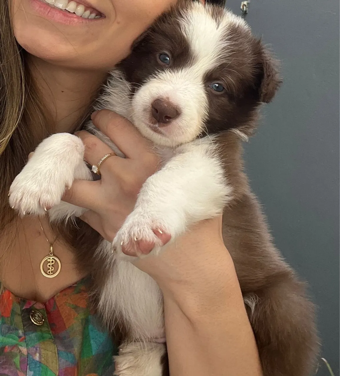 Border collie disponível macho