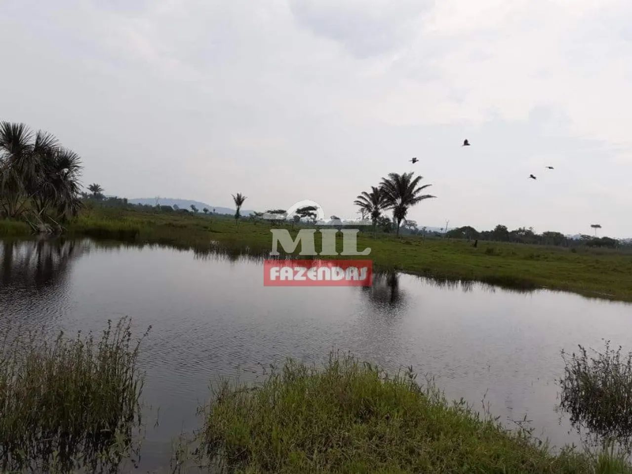 Fazenda 400 Alq. (1.936 Há) São Felix do Xingu  PA - Foto 3