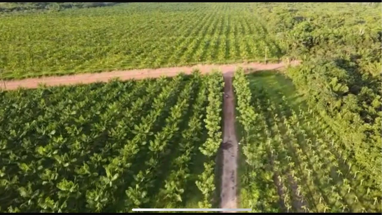 VENDO ÁREA DE PLANTIO DE AÇAÍ  - Foto 4